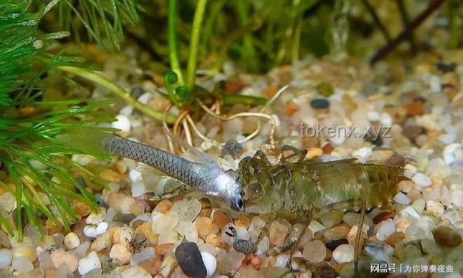 水虿生态价值与食用争议：六年成长，三千蚊敌，餐桌新宠？